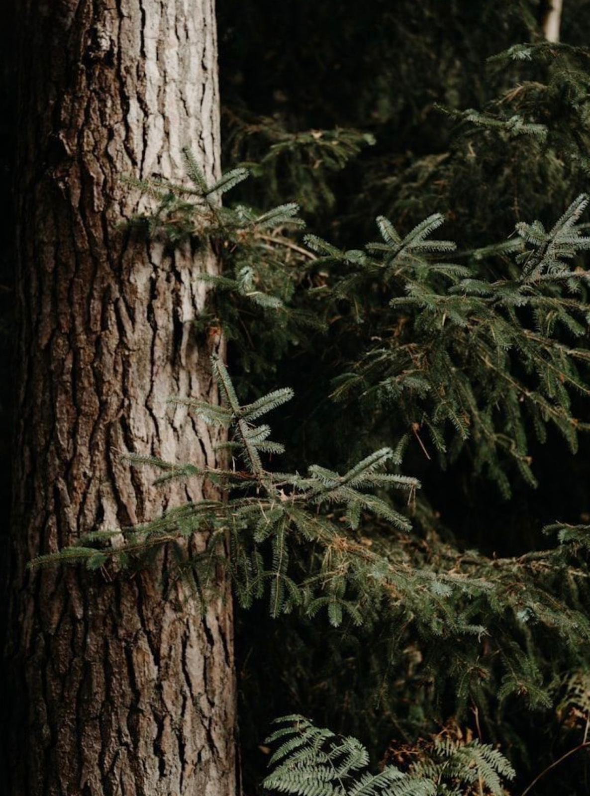 Vela de Soja | 20h | Christmas Tree