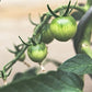 Soy Candle | 40hr | Basil & Dark Tomato Algarve candle company