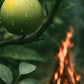 Soy Candle | 40hr | Fireside Algarve candle company