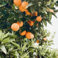Soy Candle | 40hr | Orange Blossom Algarve candle company